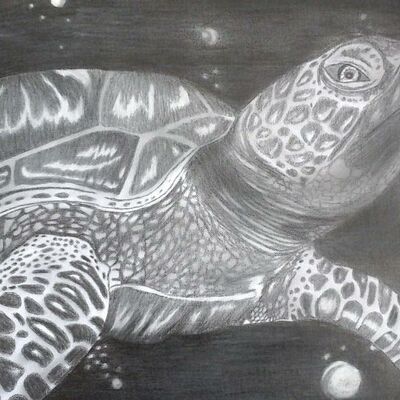 Karin Frühbrodt-Biller, der Titel des Bildes: Schildkröte. Es zeigt die Zeichnung einer Schildkröte.