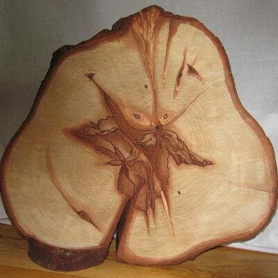 Uta Hilker, der Name des Bildes: Kastanie. Eine Scheibe eines geschnittenen Baums.