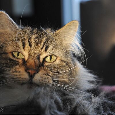 Eine Fotografie von dem Kopf einer Katze. Das FOto hat Ulf Jasmer gemacht.