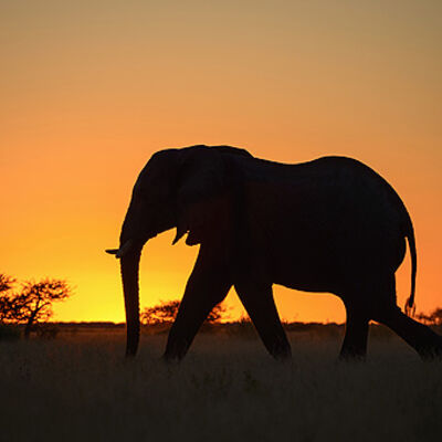 Elephant / Botswana |Elefant / Botswana