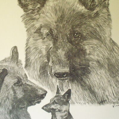 Auf dem Bild von Harald Stölting sind drei Ansichten eines Schäferhundes abgebildet.