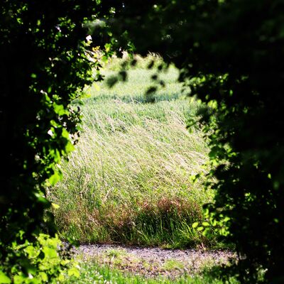 Ein Durchgang zwischen zwei Büschen. Im Hintergrund ein Feld.