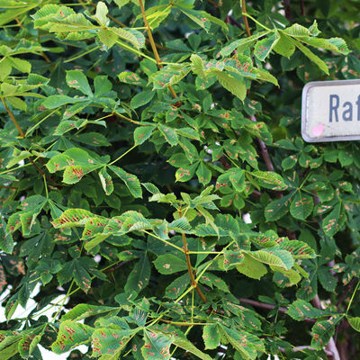Ein straßenschild vor einem Kastanienbaum.