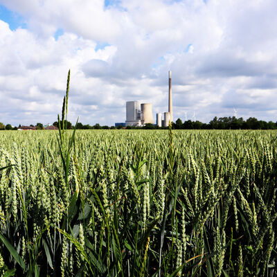Ein Kornfeld vor dem Kraftwerk in Mehrum.