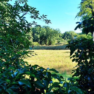 Der Blick durch einen Busch auf ein Feld.