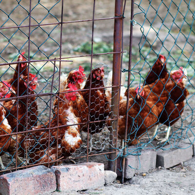 Auf dem Bild sind Hühner in einem Gehege in der Ortschaft Bründeln in der Gemeinde Hohenhameln abgebildet.
