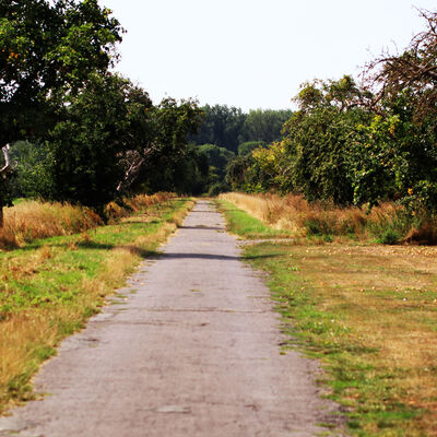EIne Straße führt an mehreren Apfelbäumen in Bründeln, in der Gemeinde Hohenhameln, vorbei.