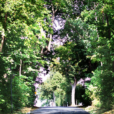DIe Ortseinfahrt von Bründeln ist ebenfalls mit Bäumen gesäumt.