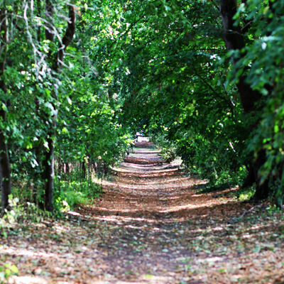 Eine Allee mit vielen Bäumen ist auf dem Bild zu sehen.