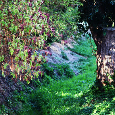 Ein Baum in Equord spendet für ein Flussbett Schatten.