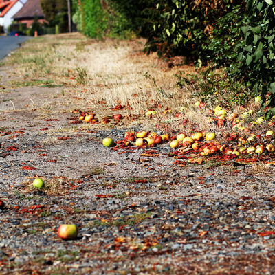 Am Straßenrand von Röhrse liegen vom Baum gefallene Äpfel.