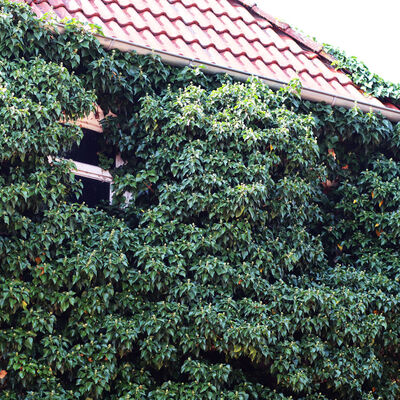 Eine Hauswand in Rosenthal wurde von Efeu eingewachsen.